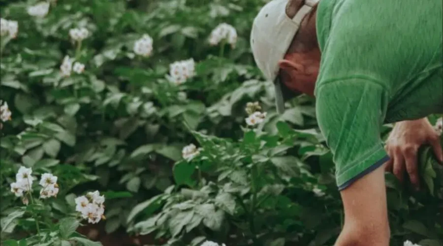 New Job Bank For N.B.’s Agriculture Industry