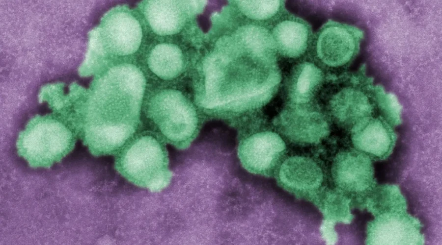 Influenza Activity Drops To ‘Low’ In N.B.: Public Health