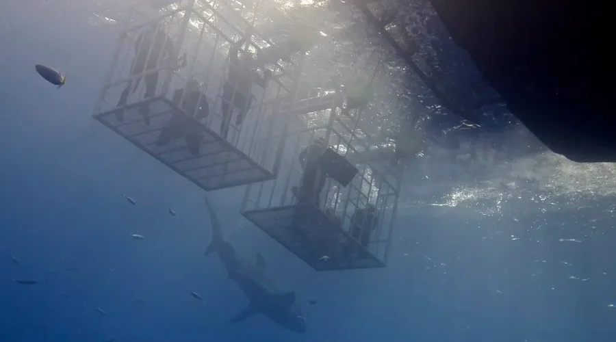 Great white shark cage diving experience launches in NS