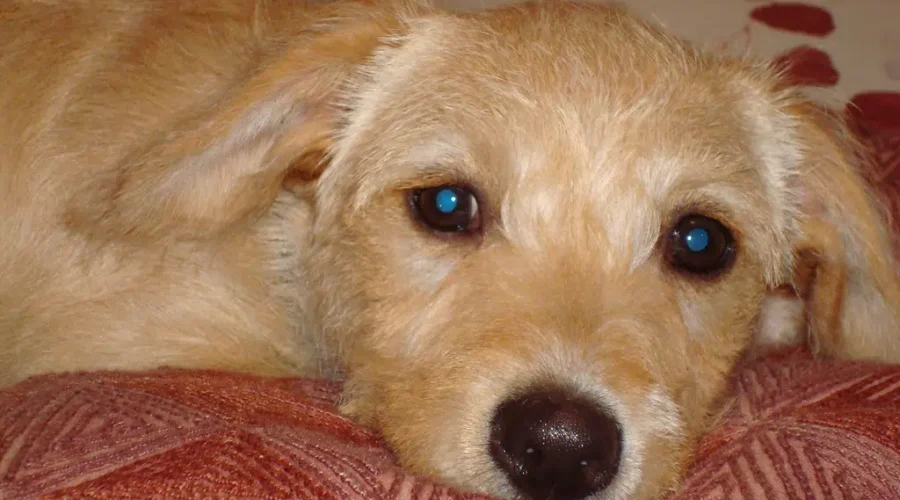 Increased funding for New Brunswick SPCA