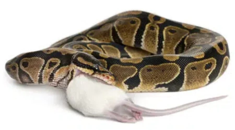 Salmonella cases involving snakes or feeder rodents under investigation
