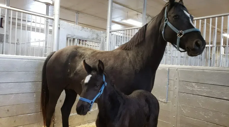 Help ‘Name the Foal’ for the RCMP Musical Ride