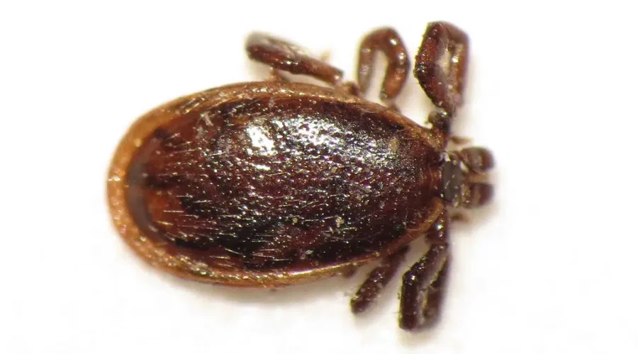 Cooler nights not deterring ticks this season