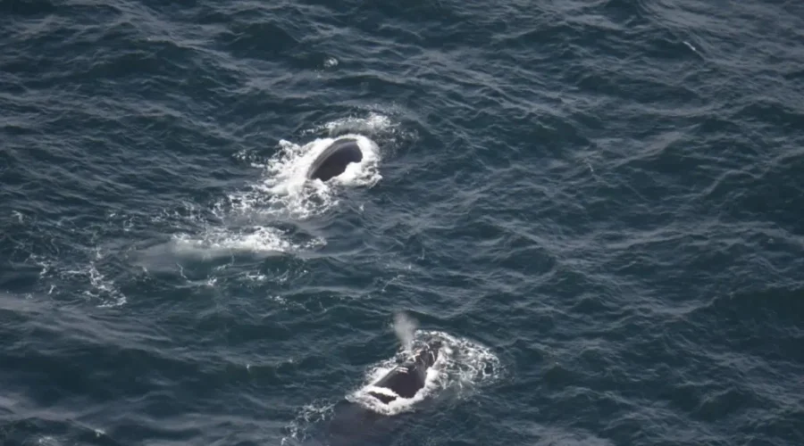 Two North Atlantic right whales spotted in Canadian waters