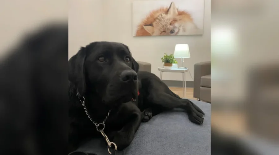 Child and youth advocacy centre opens in Saint John