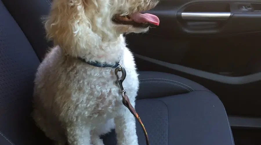 NB SPCA launches ‘Hot Dog’ awareness campaign