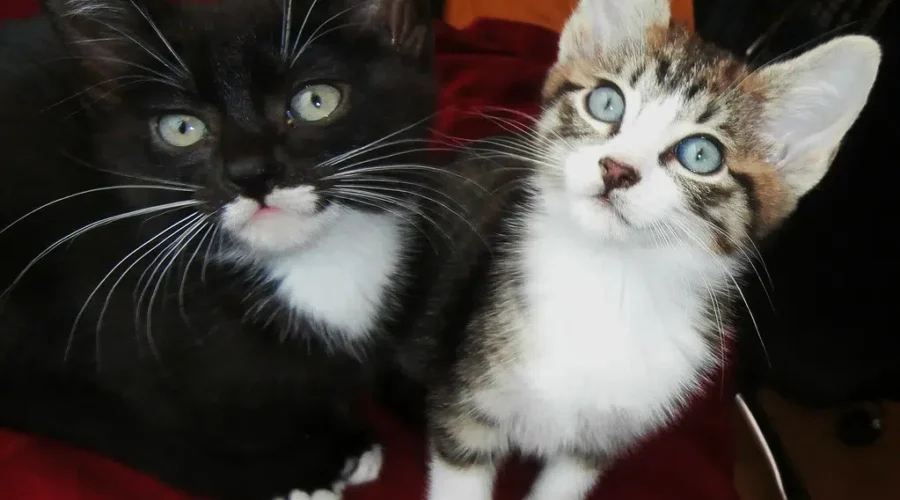 CARMA overwhelmed by kitten season