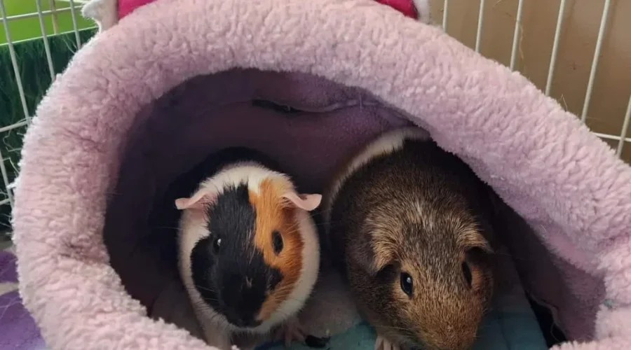 Assistance needed for guinea pig shelter in N.B.