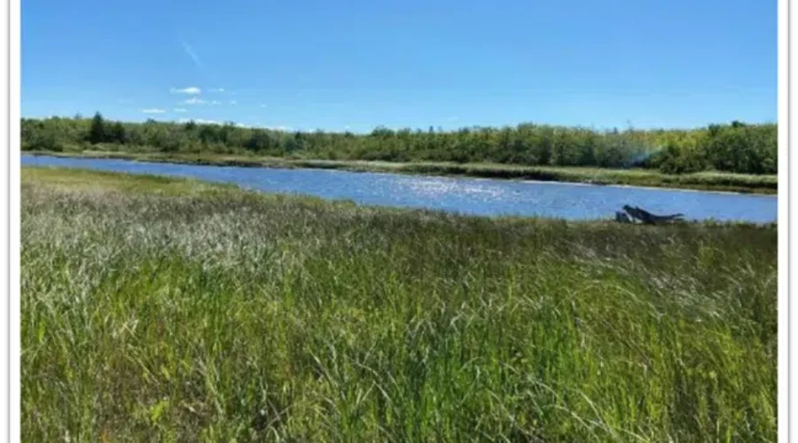 Ducks Unlimited receives land donation in Pointe-du-Chene