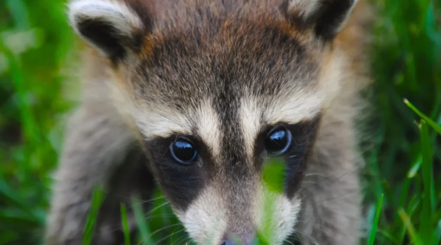 N.B. expanding rabies prevention program this year