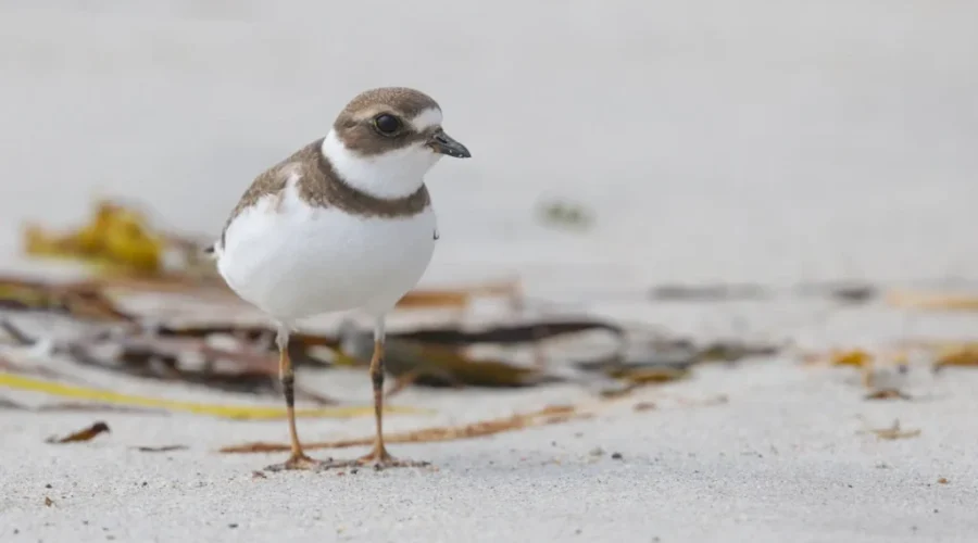 Volunteers sought to help protect shorebirds