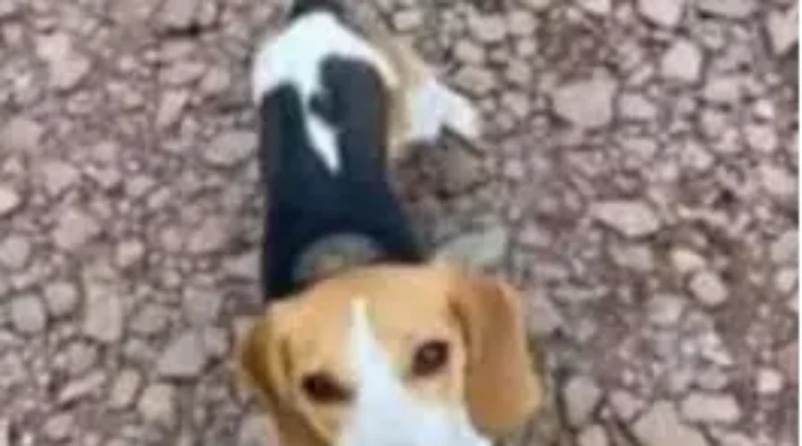 Hunt underway for dog at crash site near Havelock