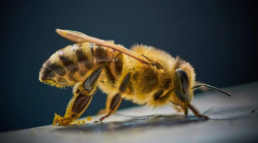 UNBSJ researchers use ‘bee glue’ to treat rare blood cancer