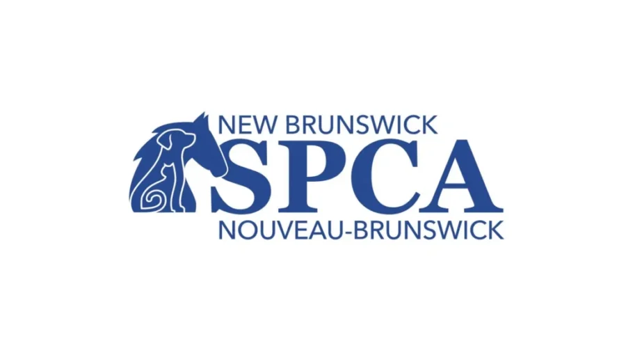 Woman charged after 14 dead horses found on N.B. farm