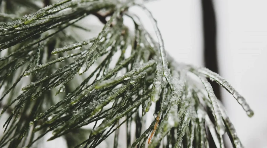 Freezing rain warning in effect