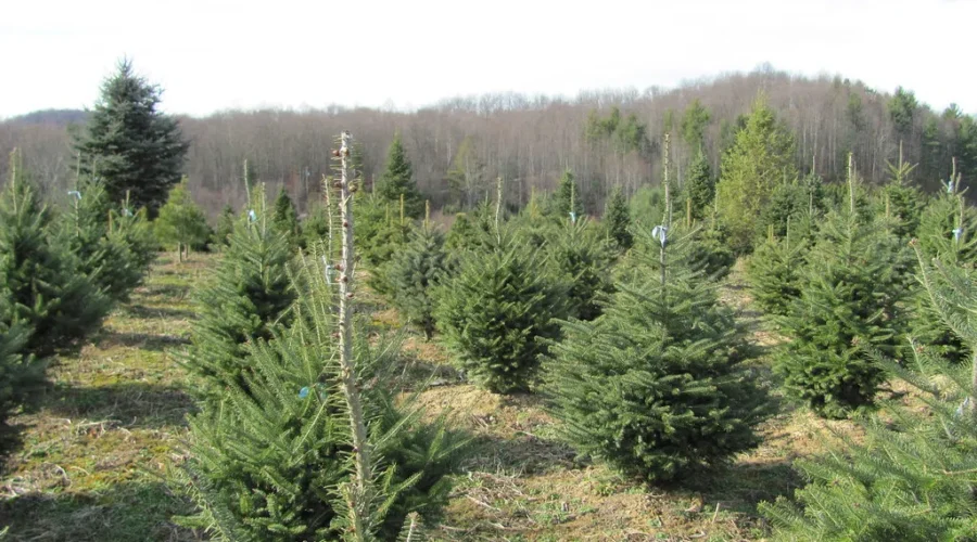Green Christmas in New Brunswick?
