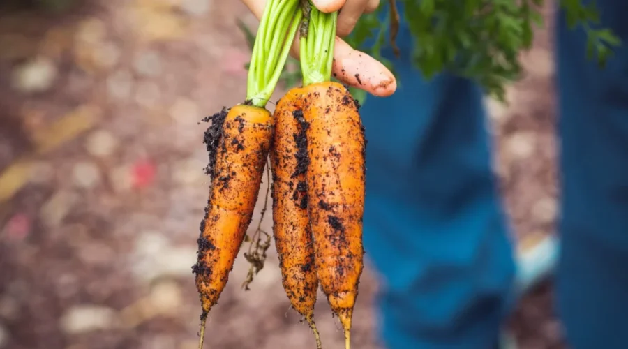 Updated recommendations for gardens affected by AIM fire smoke