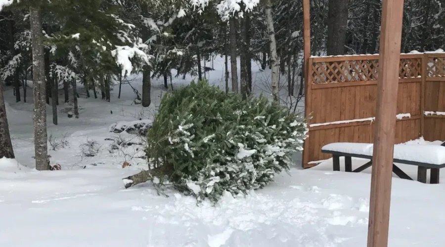 Give your Christmas tree a second life