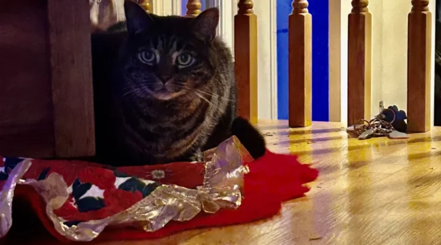 Keep an eye on pets around Christmas trees