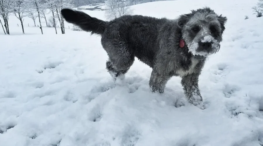 Pets suffer in the cold too, N.B. SPCA says