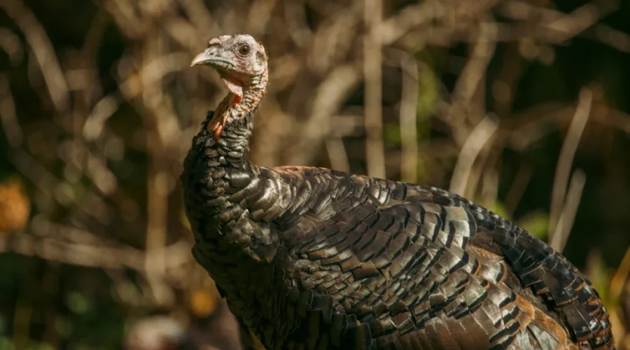 N.B. government makes changes to wild turkey season