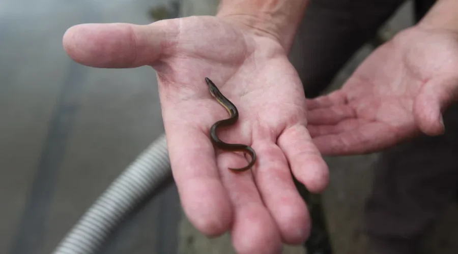 DFO announces elver fishery will remain closed in 2024