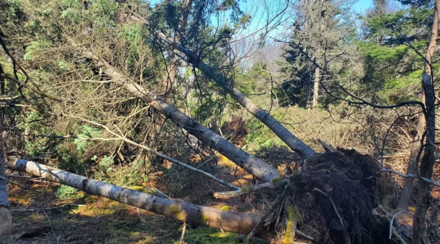 Storms leave major damage at Irving Nature Park
