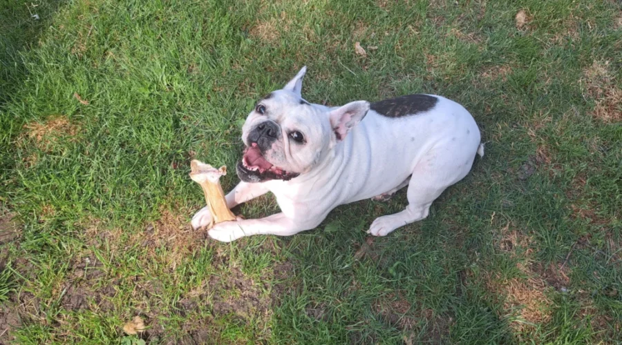 NBers reminded to keep dogs cool this summer: NBSPCA