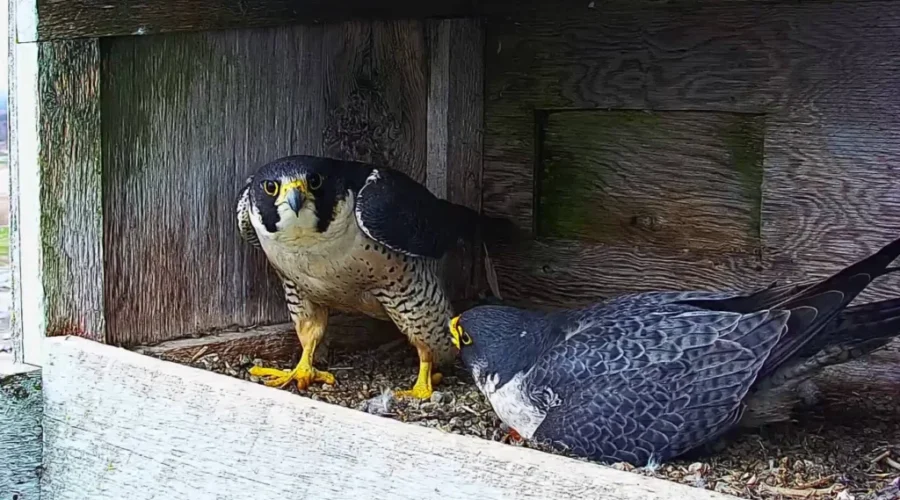Webcam offers up close view of peregrine falcons