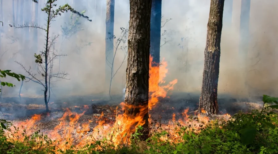 N.B. Fire Air Attack officers assisting in N.W.T.