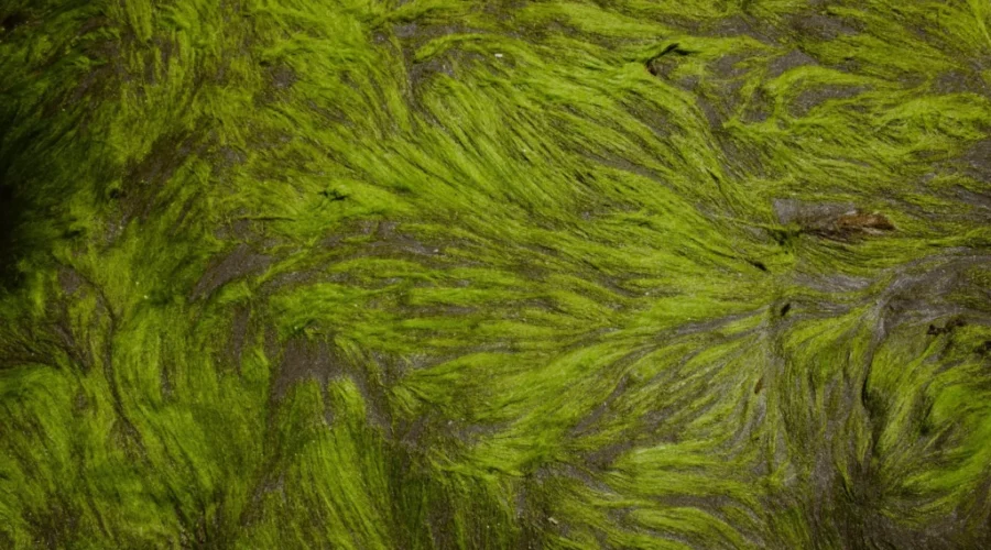 Blue-green algae harmful to humans and pets: N.B. Health