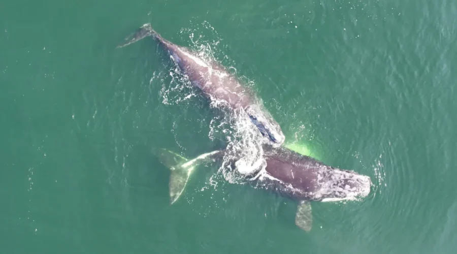 Entangled North Atlantic right whale spotted in Gulf of St. Lawrence