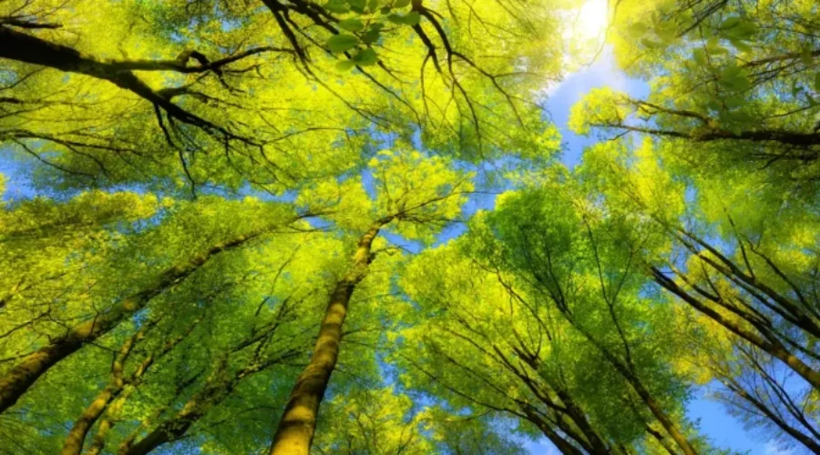 Funding for forests in New Brunswick