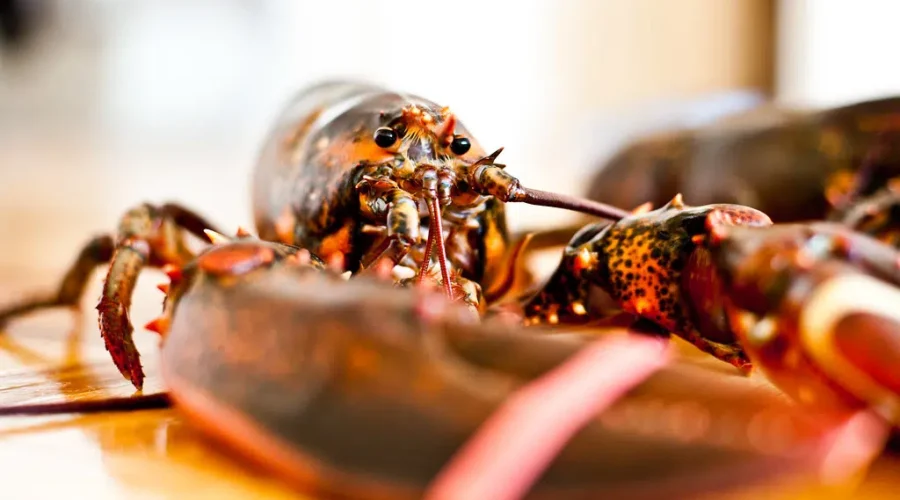 Lobsters stolen from Dipper Harbour wharf