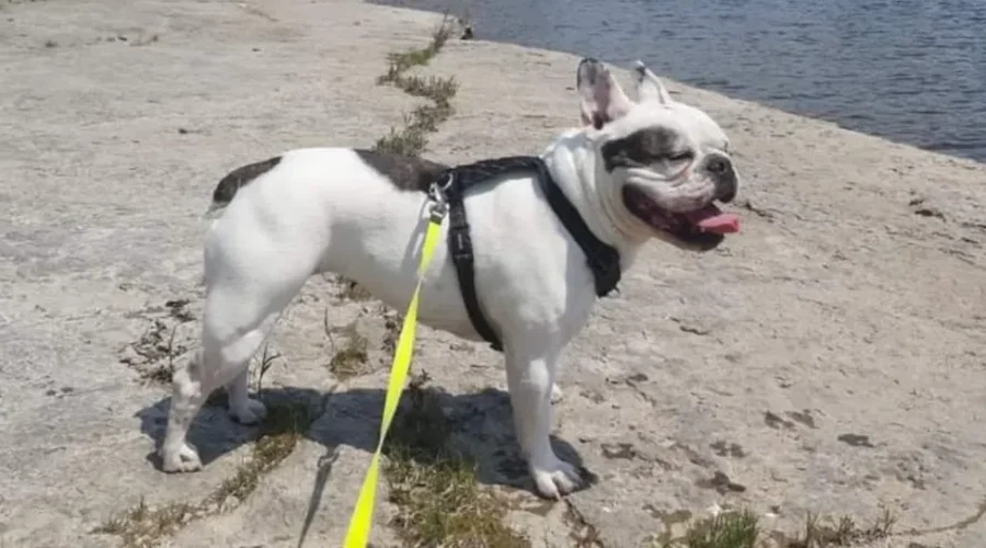 U.S. loosens dog rules due to begin Aug. 1