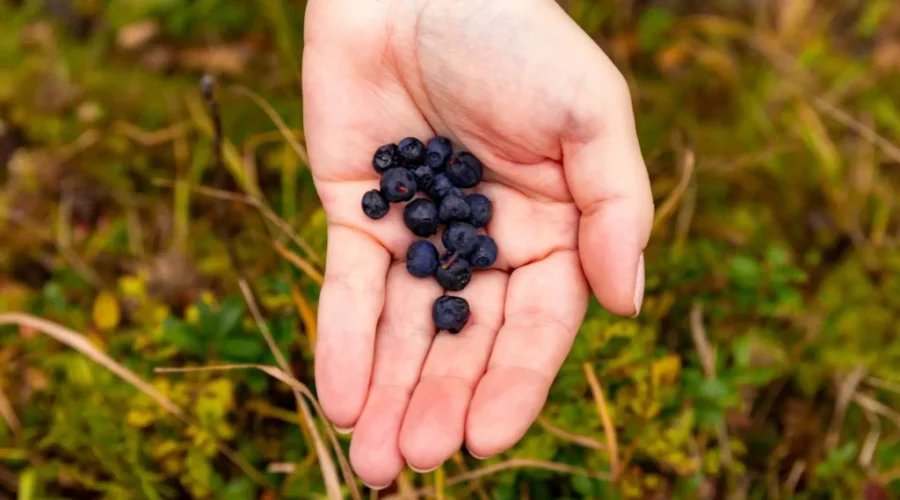 New Brunswick’s Wild Blueberry Flavour Fest is back