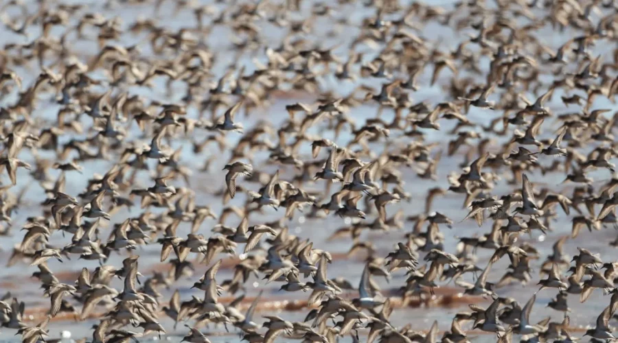 Thousands of sandpipers now resting on Johnson’s Mills mudflats