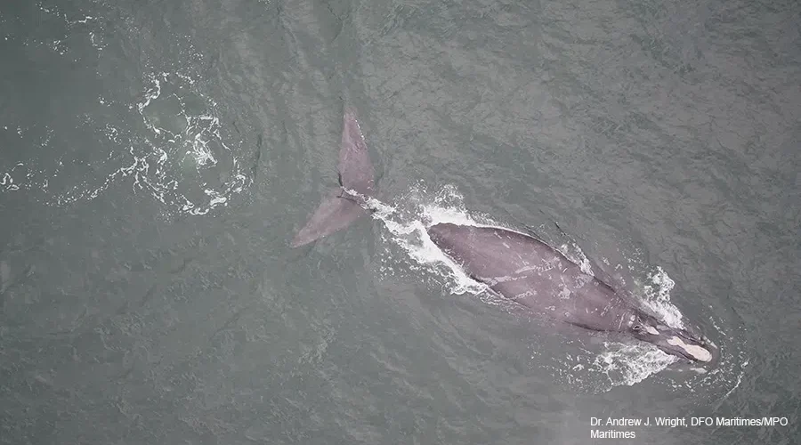 Entangled right whale sighting in Gulf of St. Lawrence