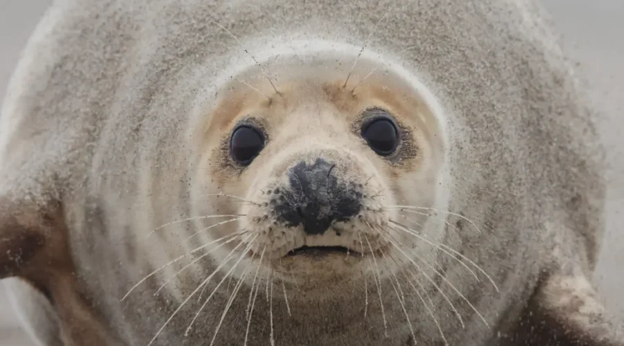 Personal seal harvest expanded in PEI and N.B.
