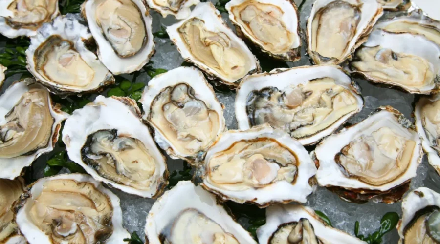 Surveillance program detects possible MSX in oysters