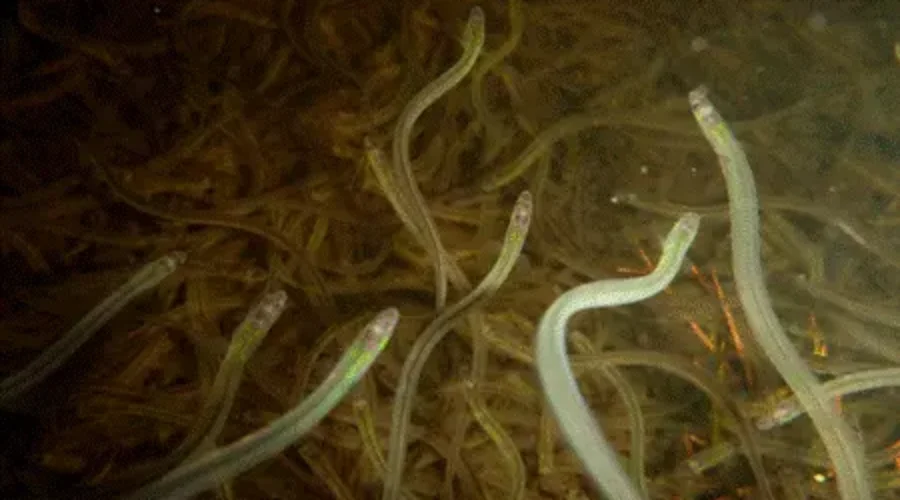 Feds shelve plan to re-distribute elver quota