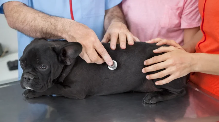 SPCA expands support for pet owners’ vet costs