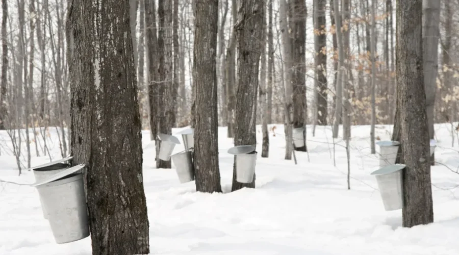 Colder weather could improve N.B. maple syrup harvest