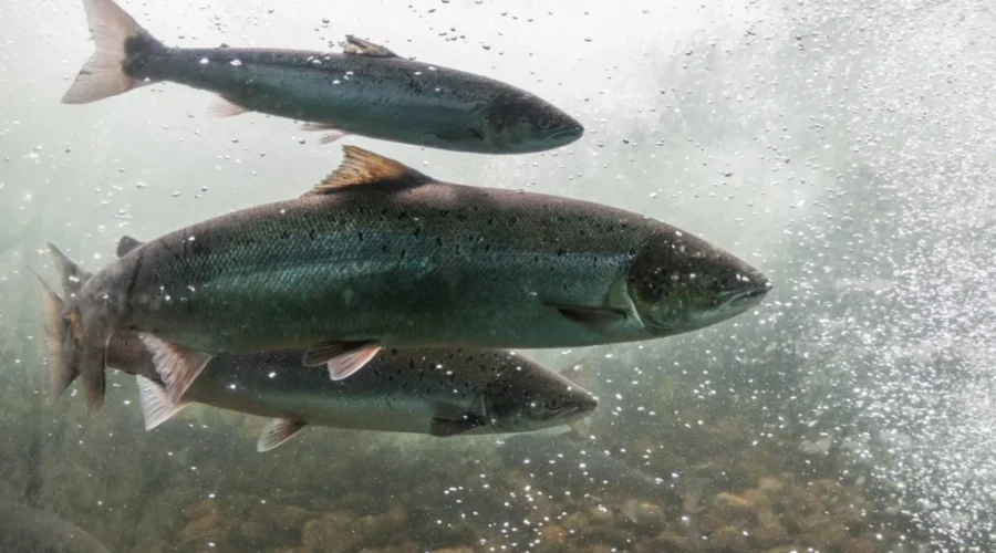 N.B. calls for federal action on falling salmon population