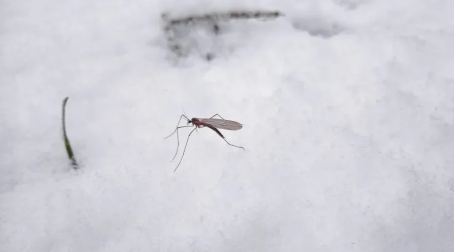 The role of climate change in shaping insect dynamics in N.B.