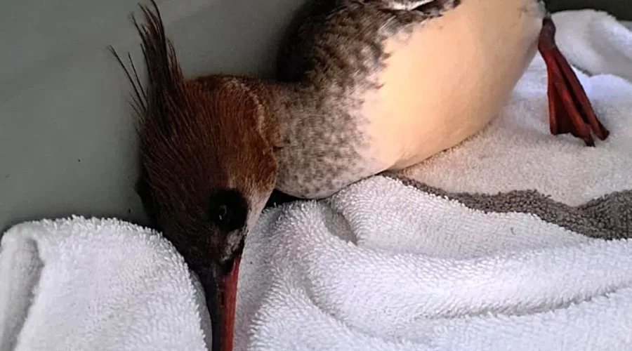 Bird in N.B. dies of Avian flu