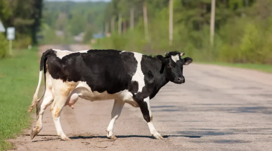 Animal road related incidents rise in PEI