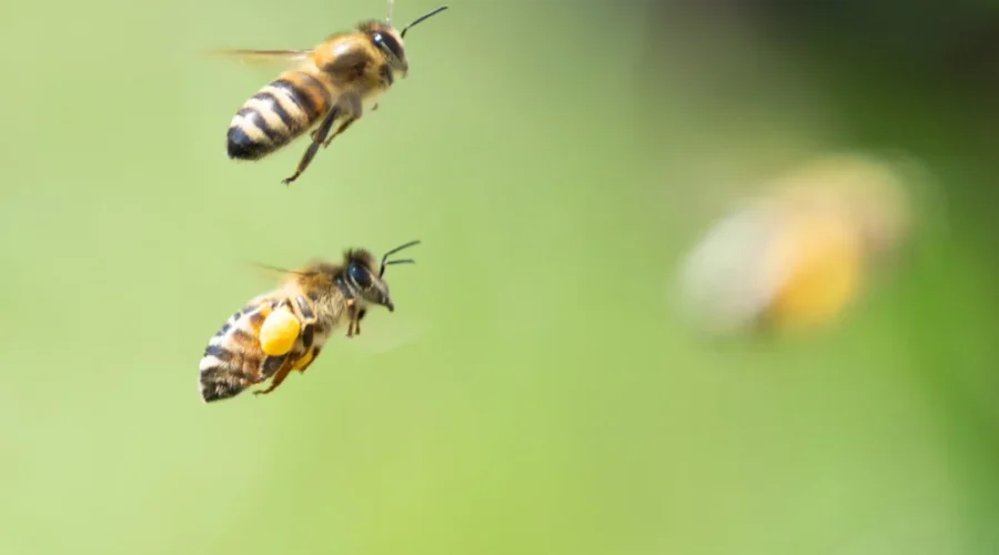 Hives installed on government building to recognize World Bee Day