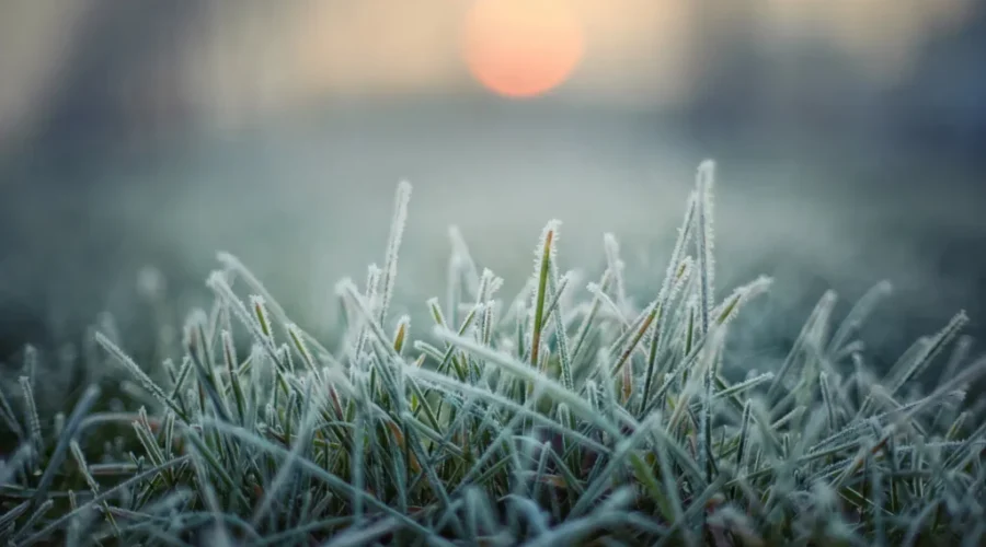 Frost warnings issued in N.B.