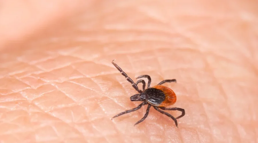 Lyme Awareness Month highlights rising tick risks and how to protect yourself